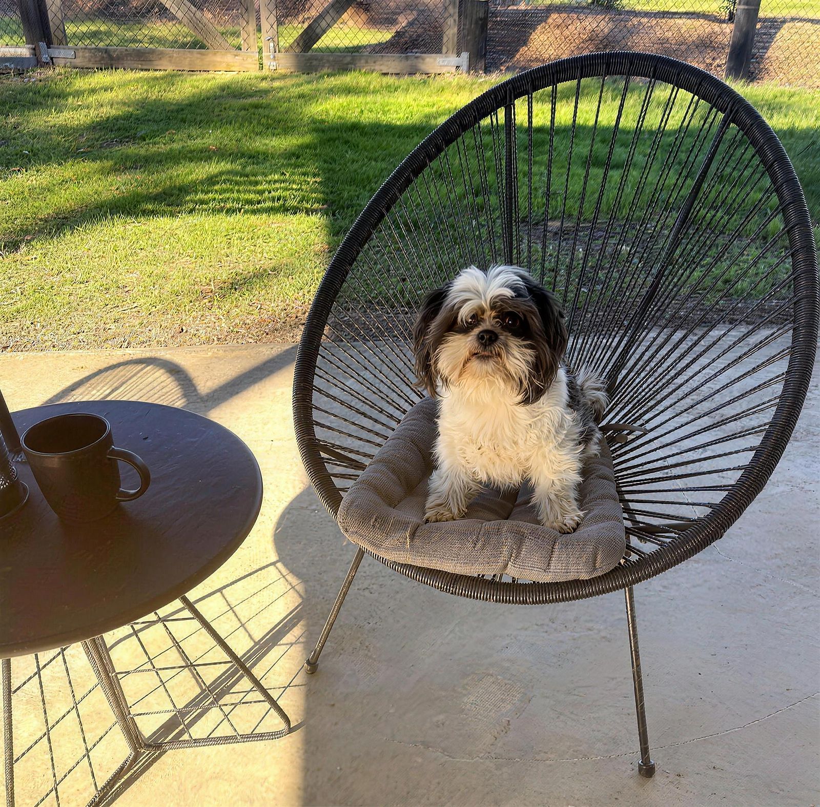 A small dog on an outdoor chair in the garden