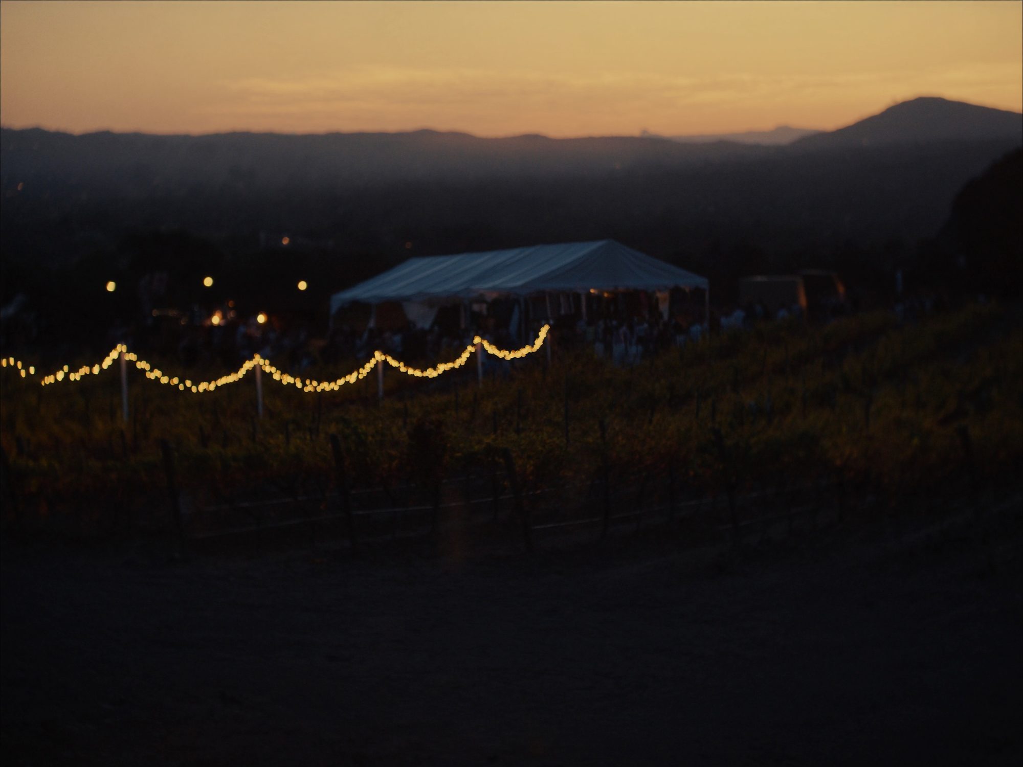 Vineyard festival at dusk